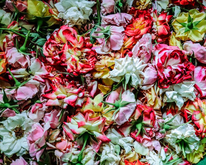 A dense arrangement of fresh flowers featuring pink, white, red, and yellow roses with ruffled petals and green stems, scattered on a surface. The flowers are in various stages of bloom, with some pet