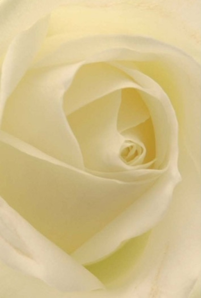 To gaze upon the spiraled core of a snowy white rose, freshly arranged in the studio of a Walworth florist, is to experience tranquility embodied. Each petal, expertly layered and flawlessly curved, unfolds in creamy gradients that catch the ambient light rolling in from Artefact Café and East Street's bustling shops. The smooth, matte texture tempts the fingers while soft shadowing imparts an enchanting depth, emphasizing the rose's graceful presence and inviting a moment of stillness. Gentle shades of white and pale lemon caress the eye, echoing the peaceful atmosphere of Walworth's early mornings. The bloom's near-perfect symmetry speaks of careful craftsmanship and enduring tenderness-a fitting expression for occasions as intimate as condolences or as joyous as a wedding celebration in Faraday Gardens. Imagining the faint, clean fragrance in the air, one senses the mastery behind the arrangement: a flower born from nature's wisdom, elevated by the hands of experienced local florists and destined to mark the special passages in the lives of Walworth residents. This image, rich in detail and feeling, encapsulates both the serenity and the underlying strength that define truly meaningful floral artistry.